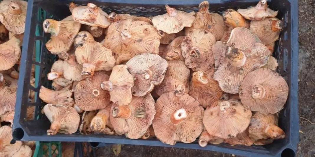 Yağmur gelince fiyatlar düştü! 3 kat ucuza alım fırsatı: Yol kenarında satılıyor, fiyatı 300 TL’den 100’e düşüyor 5